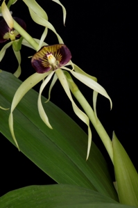 Prosthechea cochleata Green Giant AM/AOS 82 pts.